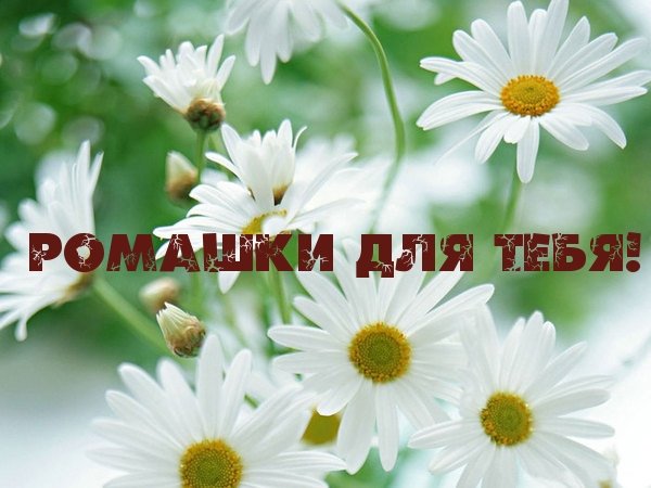 Статусы про ромашки