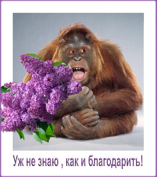 Обезьяна с цветами 8 марта