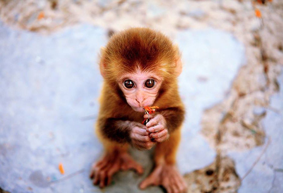 20 фото обезьян для хорошего настроения. Мимика, жесты, поступки | Российское фото | Дзен
