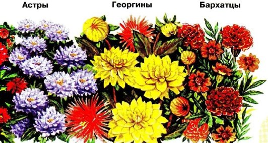 Названия осенних цветников 2 класс
