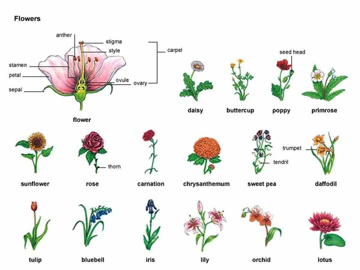 Garden flowers перевод. Цветы названия на английском. Название цветов на англи. Названия растений на англ. Названия цветов растений.