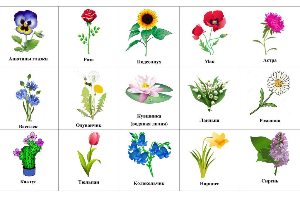 Растения на букву ш. Названия цветов для дошкольников. Цветы картинки для детей с названиями. Названия садовых цветов для детей. Названия растений для детей.