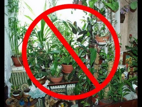 Домашние растения опасные для попугаев