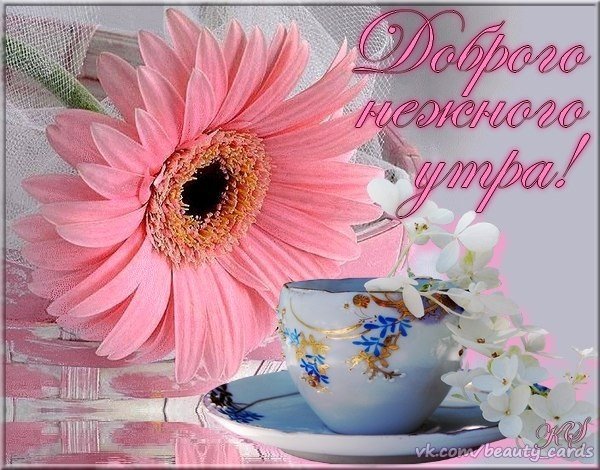Красивые утренние цветы