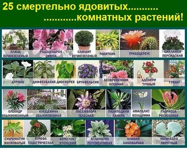 Смертельно ядовитые комнатные растения