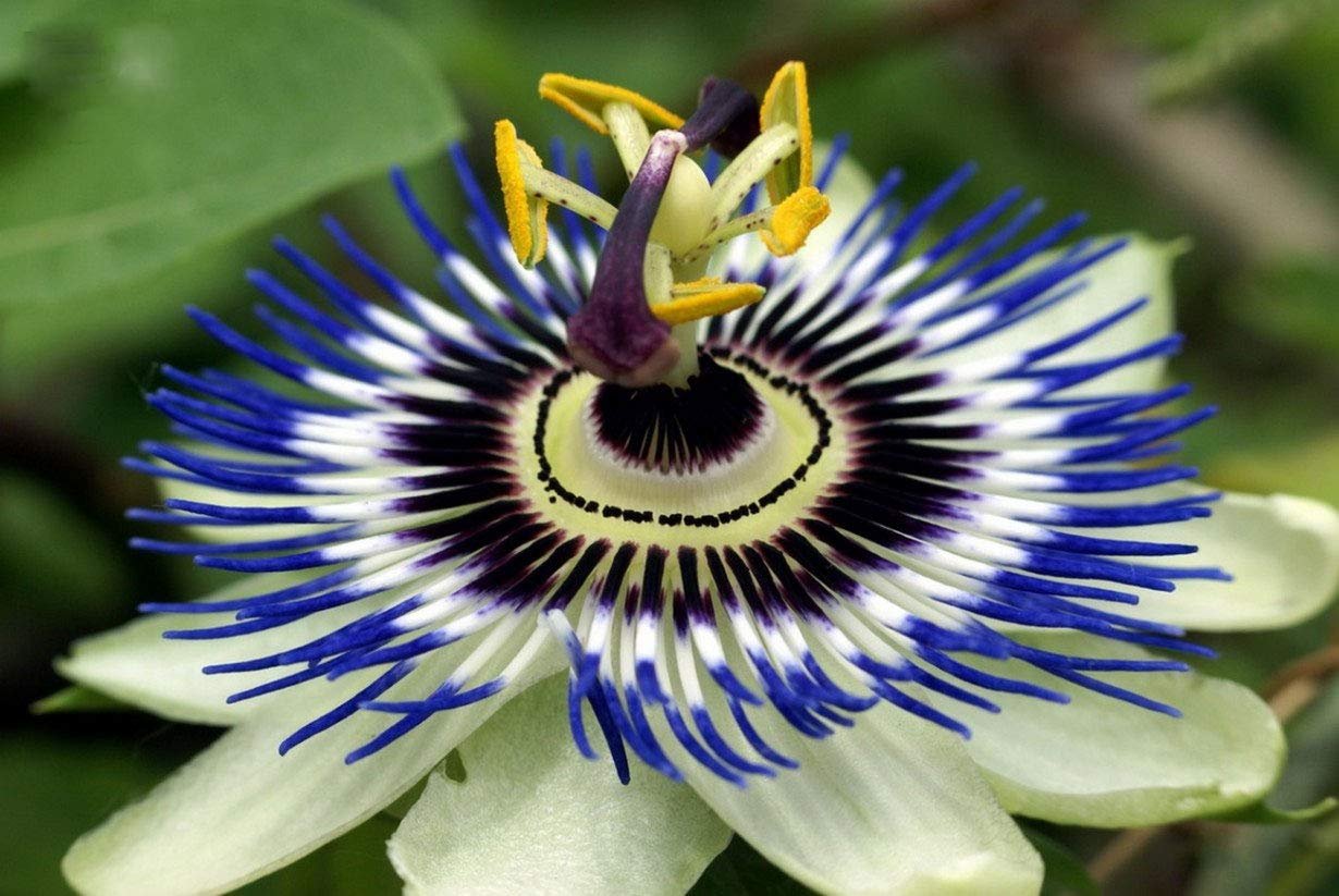 Виды необычных растений. Цветок Дикая пассифлора голубая. Страстоцвет голубой пассифлора. Пассифлора колумбийская. Редкие растения пассифлора.