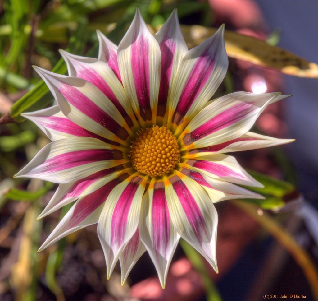 Название необычные красивые. Газания цветок. Gazania linearis. Газания Африка Килиманджаро. Необычные цветы.