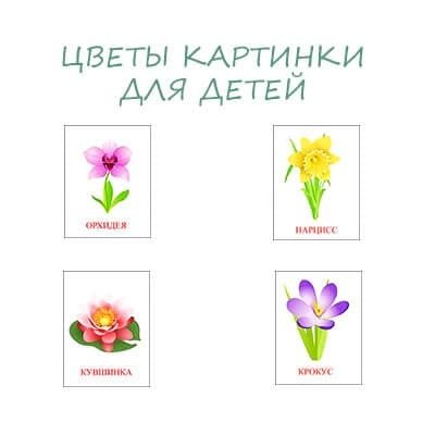 Орхидея для детей карточки