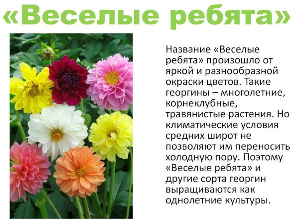 Георгины многолетние или однолетние