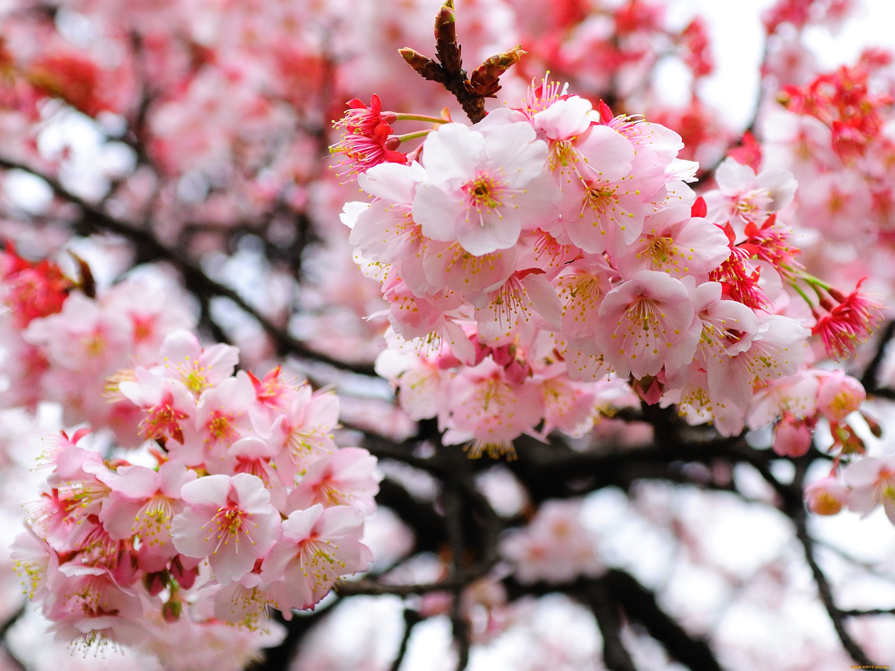 Цветущая краса. Черри блоссом дерево. Сакура японская вишня. Сакура дерево цветение. Японская Дикая вишня Сакура.