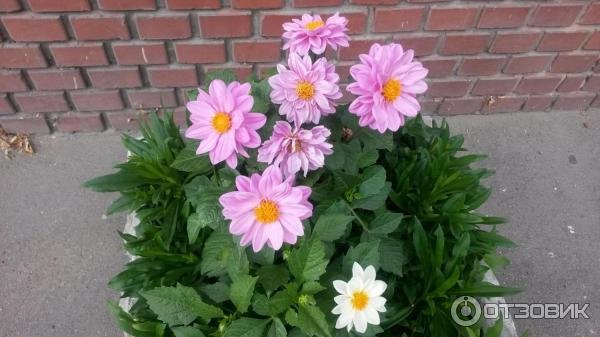 Бордюрные георгины Веселые ребята