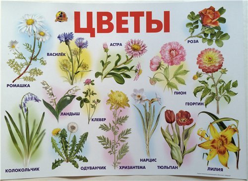 Плакат. Цветы