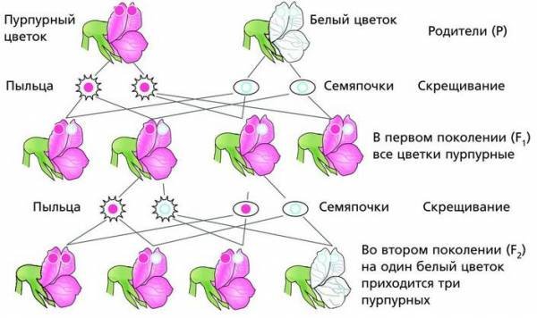 Петуния цветы Вера