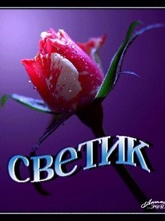 Света я тебя люблю