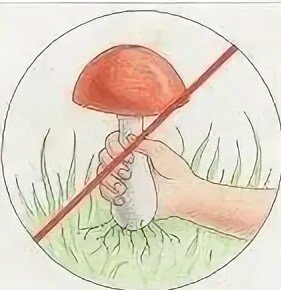 Почему нельзя выдергивать. Знак не вырывай грибы с грибницей. Природоохранные знаки. Экологический знак не рвите грибы. Знак нельзя срывать грибы.