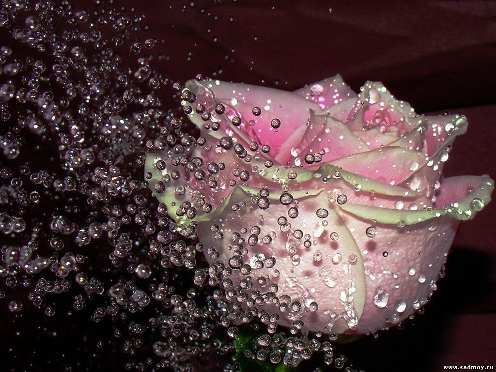 Букет роз с блестками
