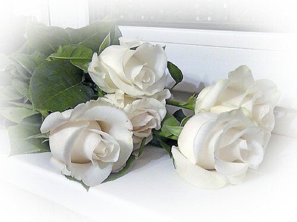 Открытки с добрым утром с белыми розами