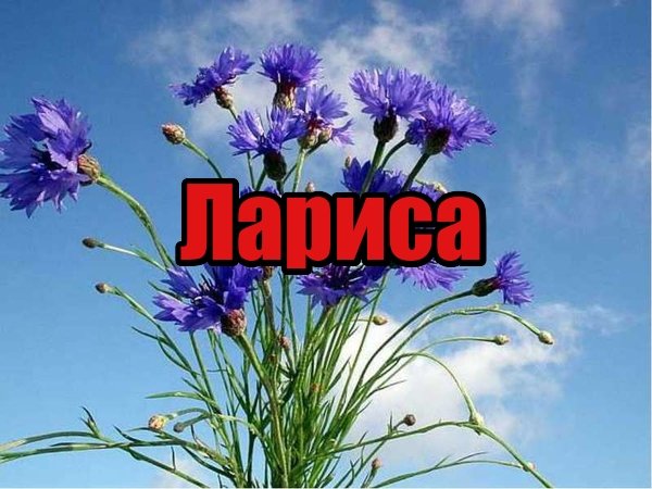 Лариса надпись