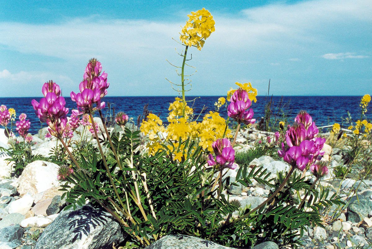 Уникальный мир байкала. Растения эндемики озера Байкал. Эндемики Ольхона.