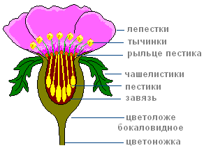 Чашечка цветка паппус