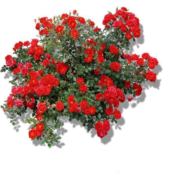 Цветы для подруги