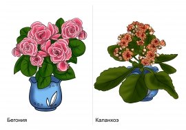 Пазлы комнатные растения для детей