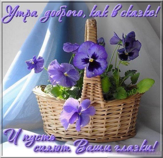 С добрым утром фиалки