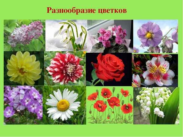 Разнообразие цветов
