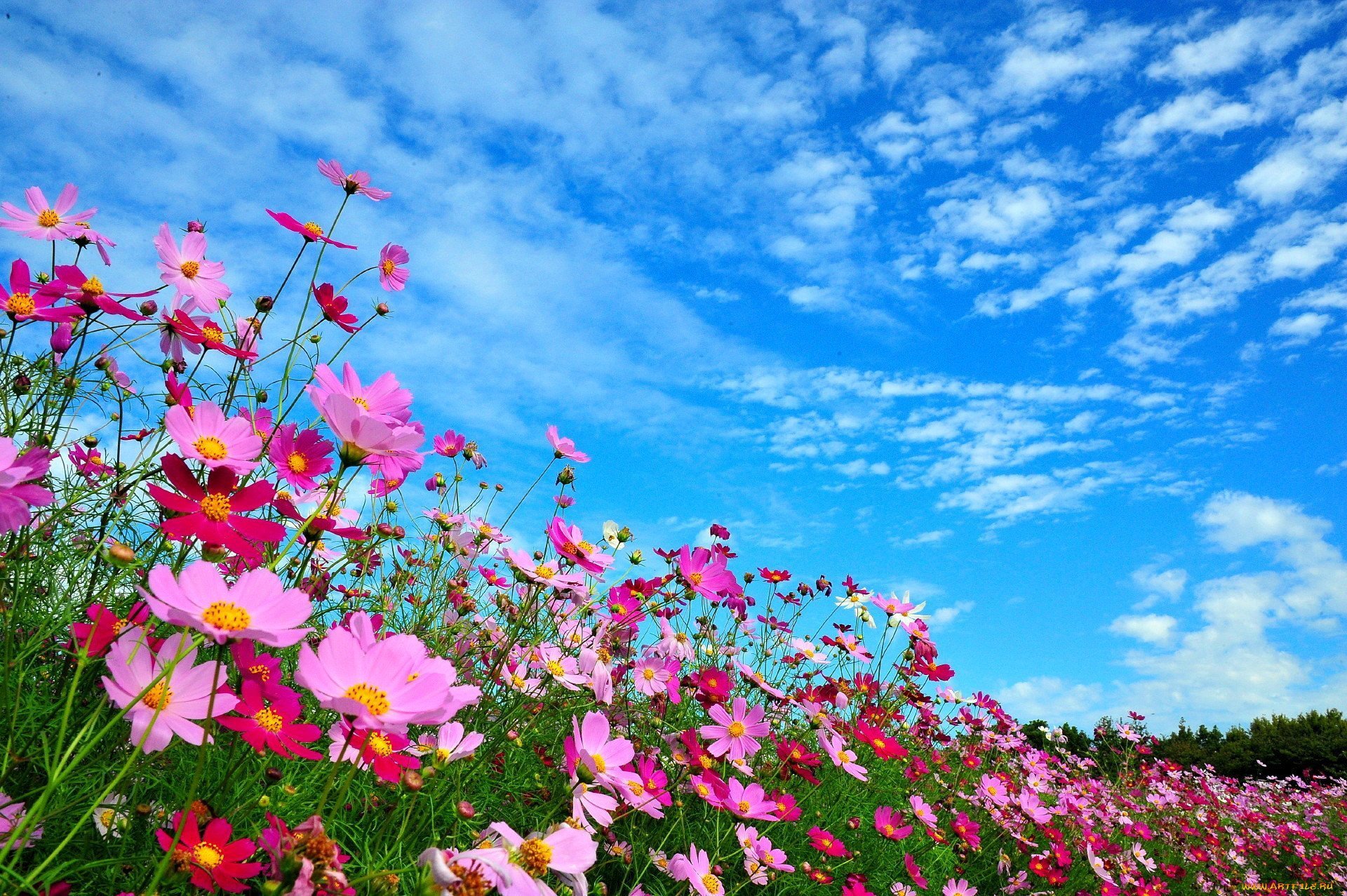 Картинки на телефон природа лето цветы (68 фото) » Картинки и статусы про  окружающий мир вокруг