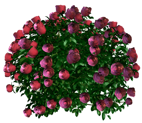 Оксаночка цветы