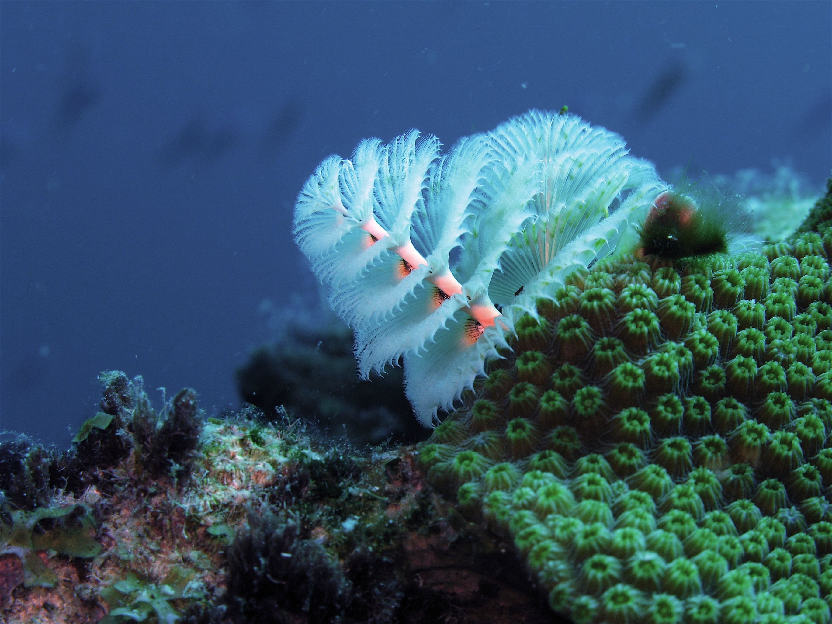 Самыми глубоководными водорослями являются. Подводные растения. Морские обитатели. Морские растения. Необычные морские растения.