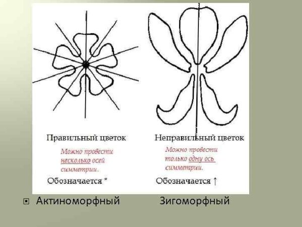 Актиноморфный околоцветник
