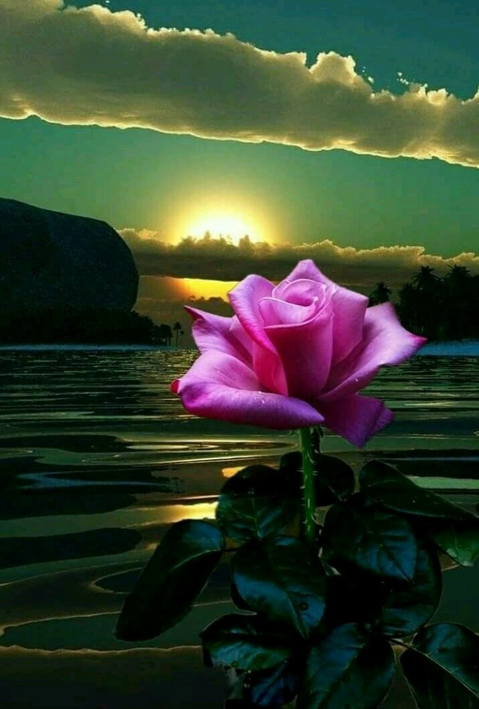 Доброго вечера красивые розы. Цветы вечер. Спокойной ночи цветы. Добрый вечер цветы. Море цветов.