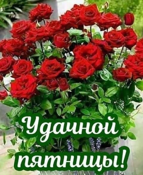 Хорошей пятницы розы