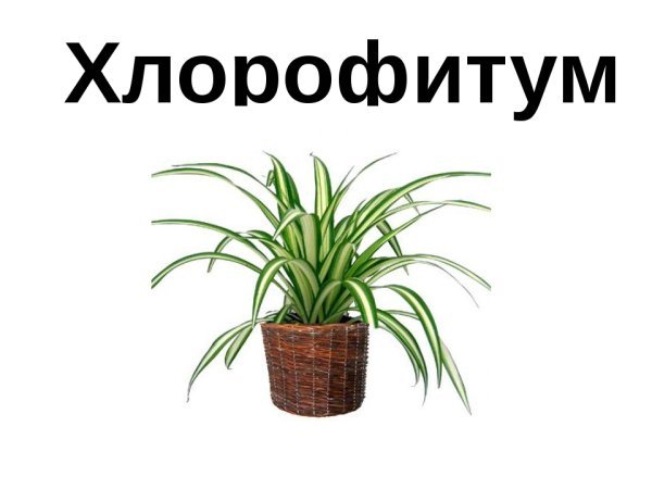 Полезные комнатные растения