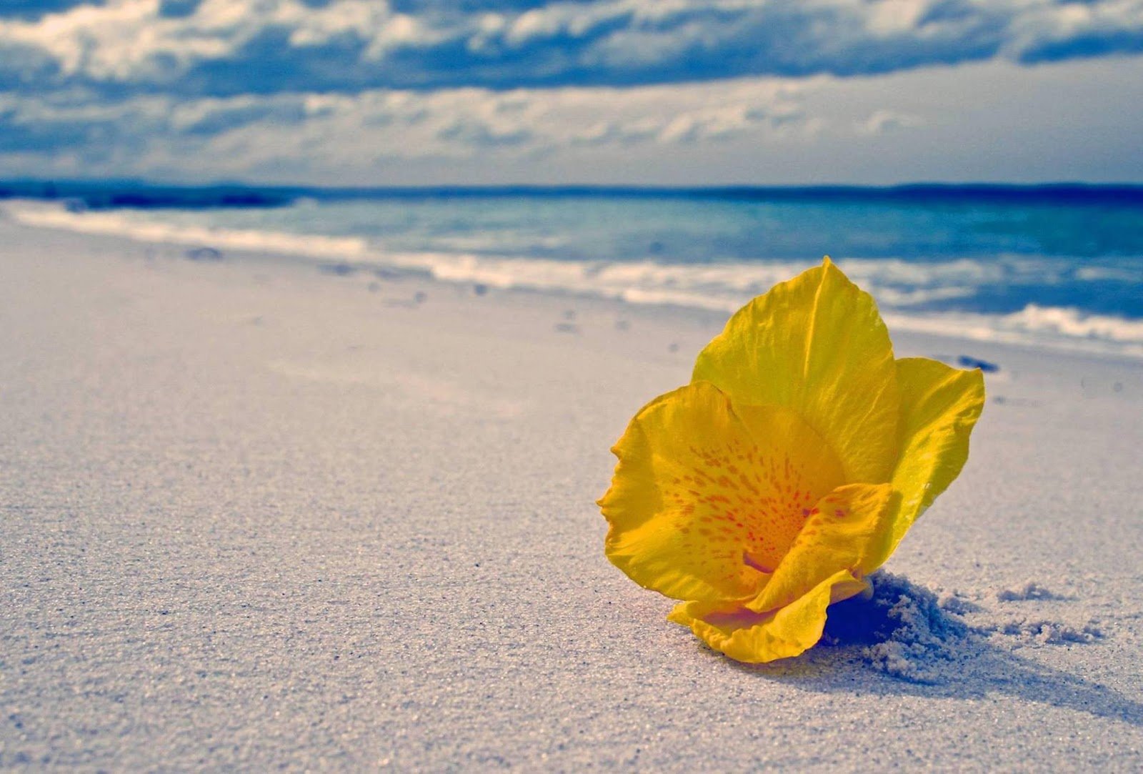 Яркие цветы на море. Цветы и море. Цветы море солнце. Цветы на фоне моря. Цветы на берегу моря.