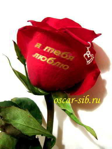 Я тебя люблю розы