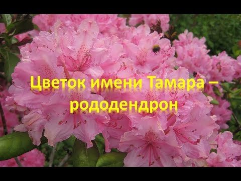 Красивый букет для Тамары