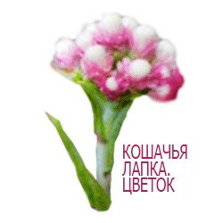 Кошачьи лапки цветок рисунок