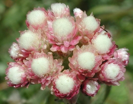 Антеннария Кошачья лапка Antennaria dioica