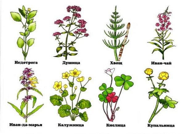 Растения Луга