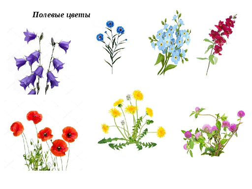 Виды цветов для детей