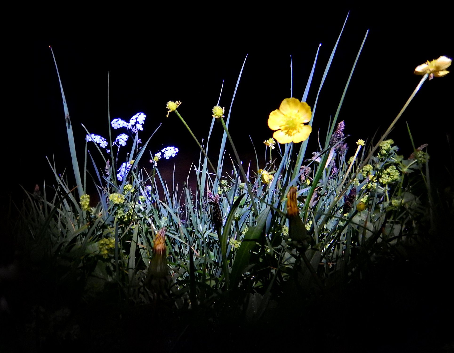 Работа ночь цветы. Ночной цветок. Цветы ночью. Весенние цветы ночью. Ночные полевые цветы.