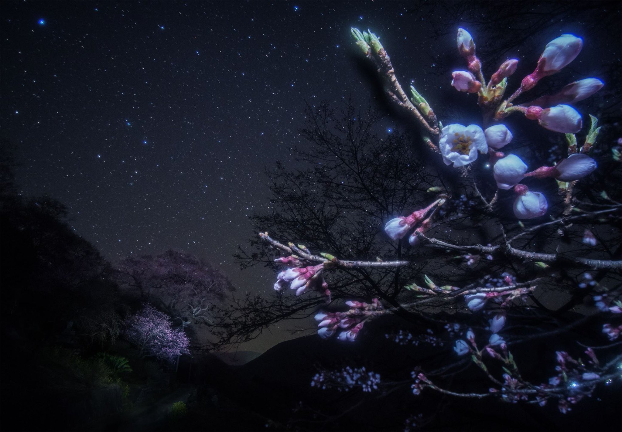 Ночь весны картинки красивые. Иосакура – «ночная Сакура». Красивые ночные цветы. Красивые цветы ночью.