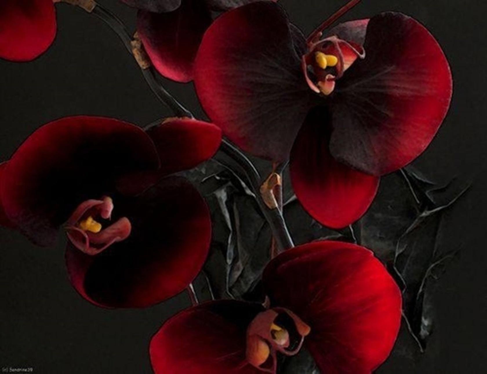 Красно черные фотографии. Фаленопсис Блэк Трезор. Орхидея фаленопсис бургунди. Орхидея фаленопсис бордо. Темно бордовая Орхидея фаленопсис.
