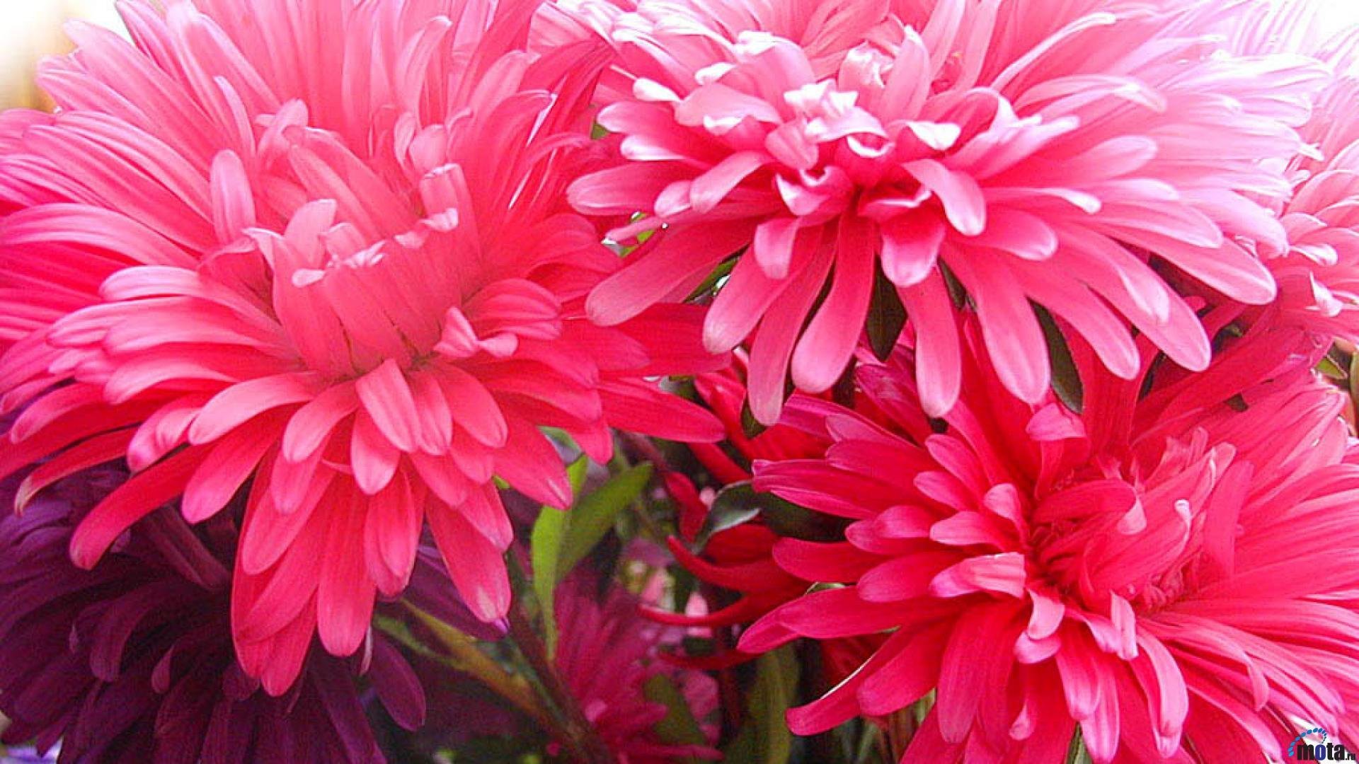 Любимые цветы хризантемы. Хризантема Allouise Pink. Хризантема мадам Шер. Астры и хризантемы.