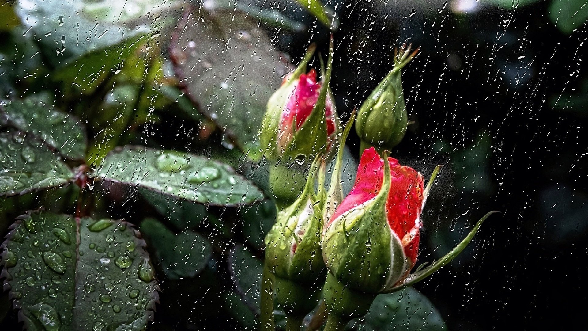 Цветы капли дождя
