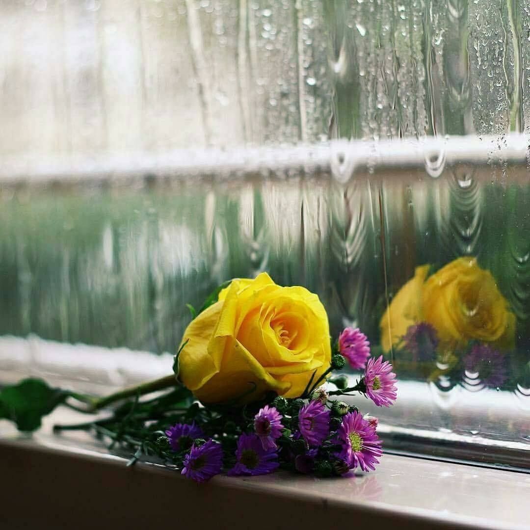 Если ночью дождь напролет утром ярче заря. Цветы на окне. Дождь за окном. Весенние цветы на окне. Доброе дождливое утро.