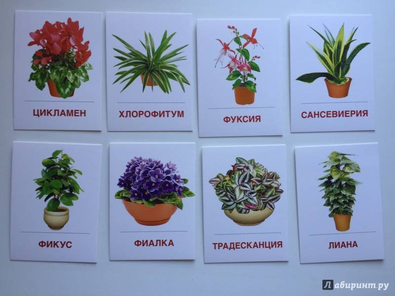 Список растений на букву И: комнатные, садовые и огородные