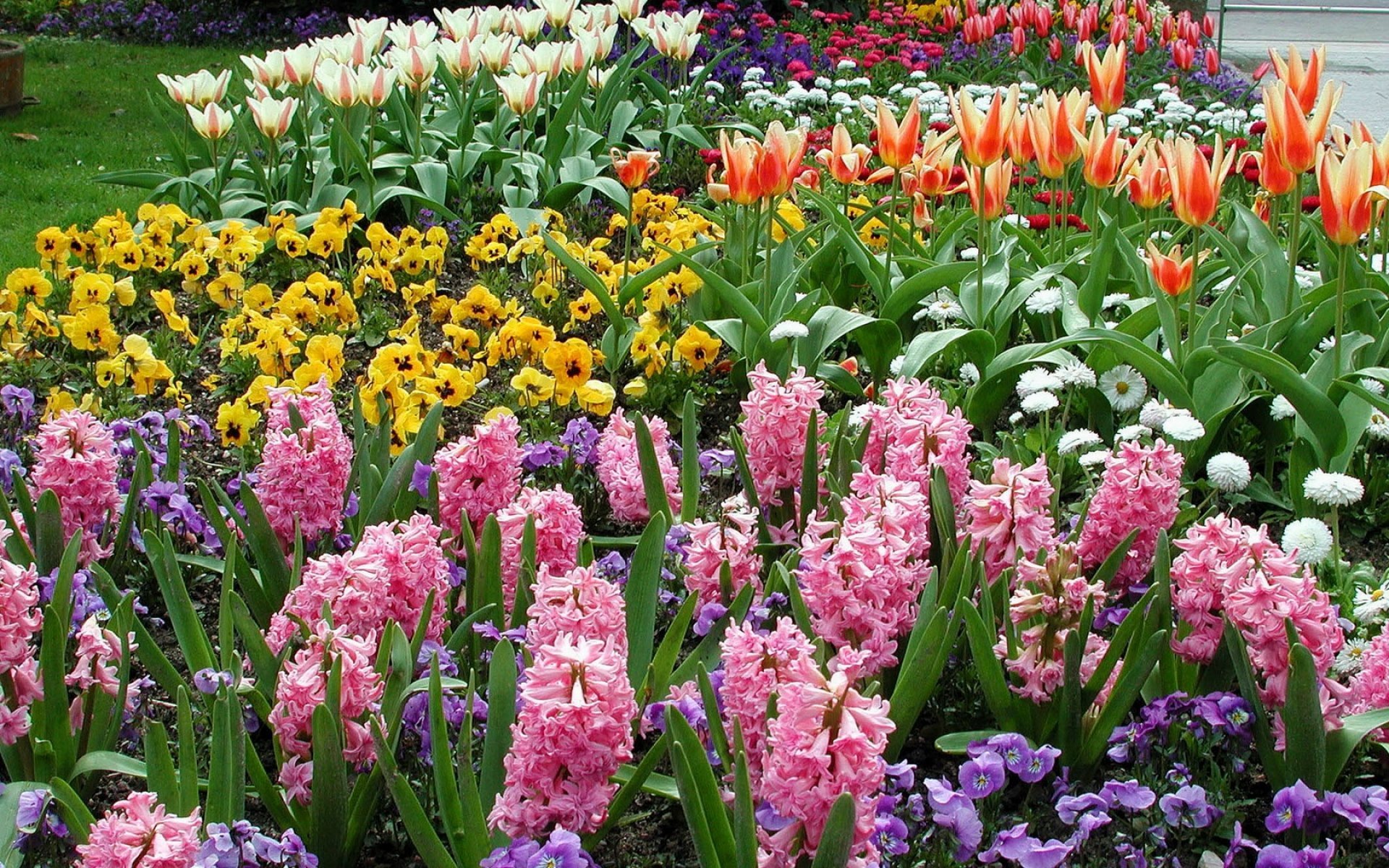 Самые популярные садовые цветы: фото, названия, описания